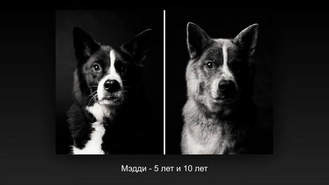 Как взрослеют собаки , я плакал смотреть онлайн