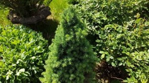 Заболели ели и сосны. Что делать? Хермес. Быстрая помощь.