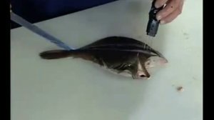 Разделка камбалы на филе