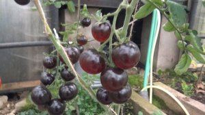 Томат Всем на зависть F1