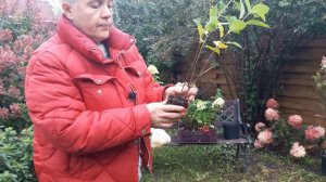 Это важно! Как правильно посадить метельчатую гортензию поздней осенью. Два ключевых момента!