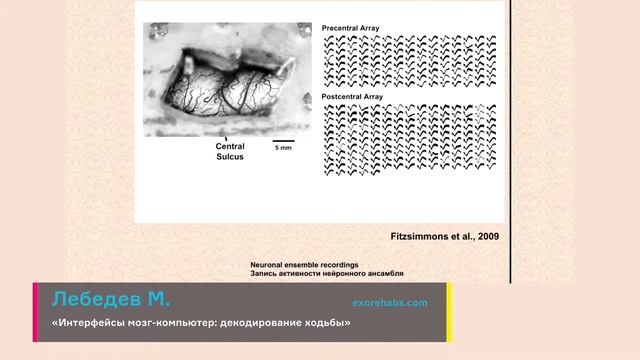 Интерфейсы мозг-компьютер: декодирование ходьбы смотреть онлайн
