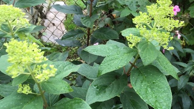 КАК И КАКИЕ УДОБРЕНИЯ ПРИМЕНЯТЬ ОСЕНЬЮ!