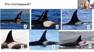 Косатки Камчатки. Правила наблюдения за косатками в дикой природе.