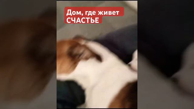 Дети радуются каждый день!#джекрасселтерьер#собаки смотреть онлайн