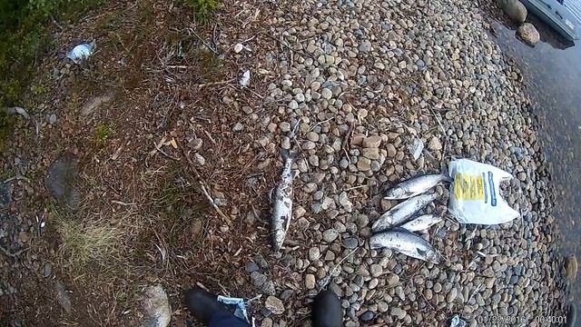 Бухта,голец,Ловозеро