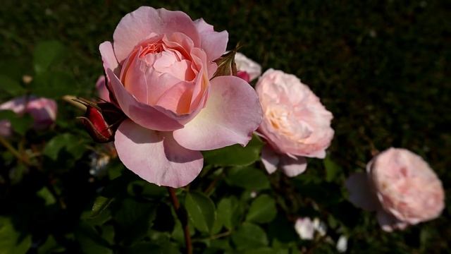 Розы Д.Остина - Здоровые сорта с высокой энергией роста, с хорошей зимовкой! смотреть онлайн