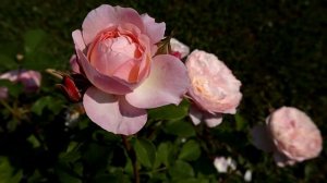 Розы Д.Остина - Здоровые сорта с высокой энергией роста, с хорошей зимовкой!