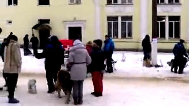 КАВКАЗСКИЕ ОВЧАРКИ, ВЫСТАВКА КЧК, ТУЛА 25.01.2015 www.r-risk.ru +79262205603 Татьяна смотреть онлайн