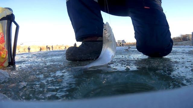 Рыбалка на Урале ловля чехни смотреть онлайн