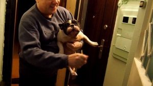 Французский бульдог ПЛАЧЕТ ОТ СЧАСТЬЯ при встрече