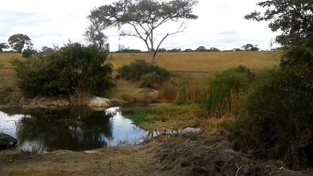 Крокодил или его муляж (Сафари в Зимбабве, часть 23) Неинтересное смотреть онлайн