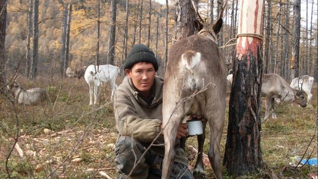 Домашние олени в тайге. смотреть онлайн