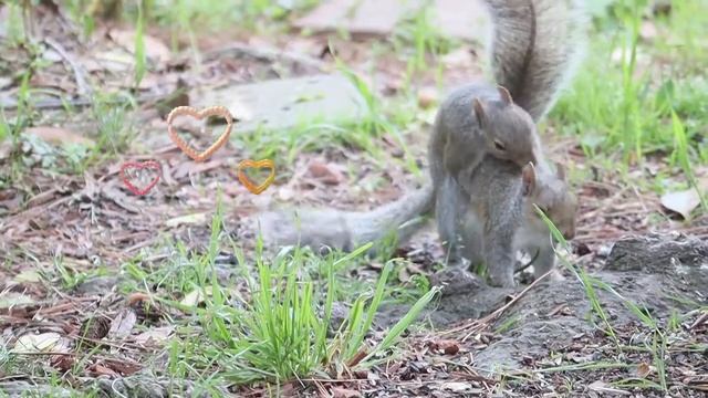 Брачные игры белок под Свадебный марш Мендельсона. Любовные игры животных Смешные видео Funny video смотреть онлайн