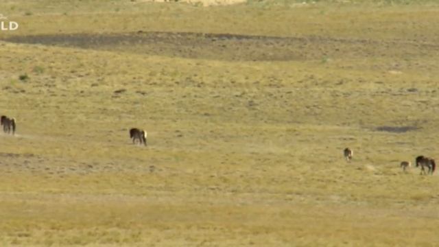 Дикая Монголия: Страна крайностей // Wild Mongolia - Animal WildLife смотреть онлайн
