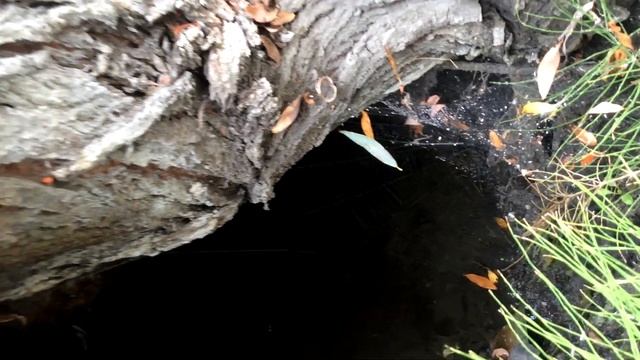 Святой источник великомученицы Параскевы Пятницы город Новоульяновск смотреть онлайн