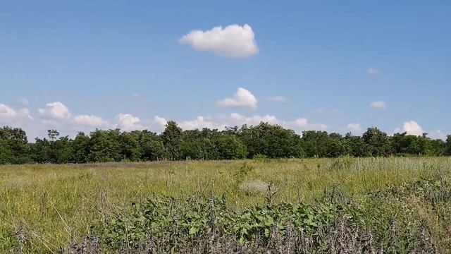 Медосбор с липы смотреть онлайн