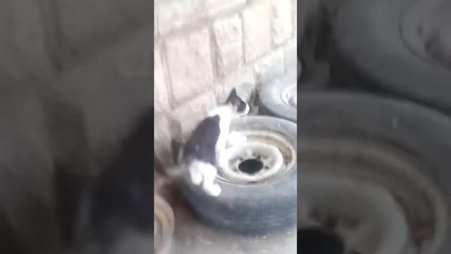 Черно белая кошка смотреть онлайн