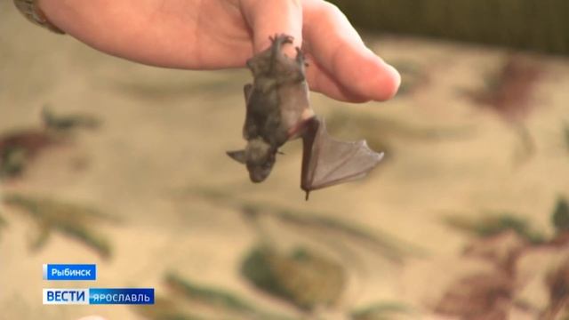 Житель Рыбинска приютил у себя дома летучую мышь смотреть онлайн