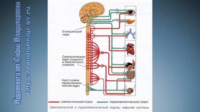 Биология 8 класс $43 Вегетативная нервная система