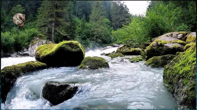 Звуки природы. Шум горной реки ✦ Пение Птиц ✦ Birdsong смотреть онлайн
