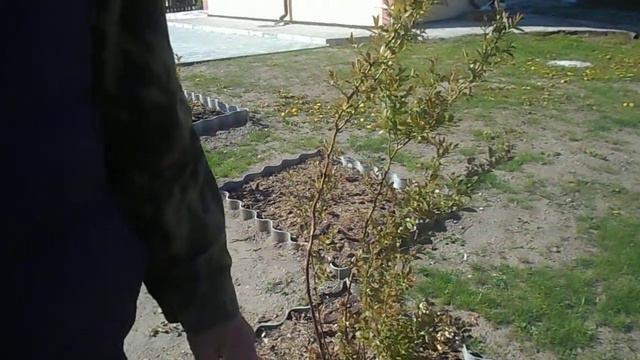 Все о голубике 2 смотреть онлайн