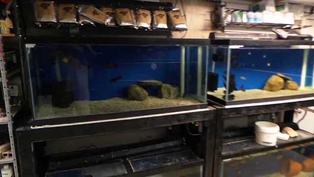 Grow out tanks update 1/28/16 смотреть онлайн