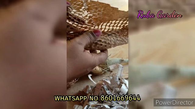 Online live plant unboxing and Review || buying plant from Instragram page смотреть онлайн