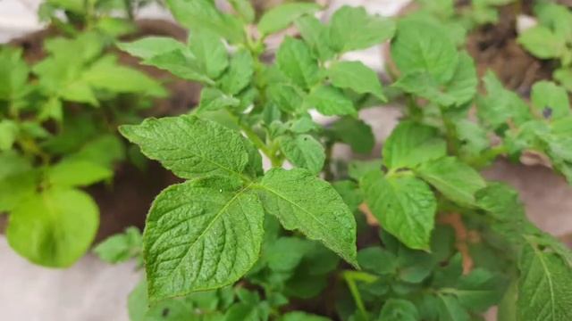 Potato, (Solanum Tuberosum) Plantation, Growing,  Harvesting
