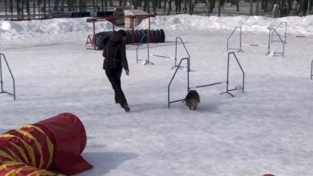 Первоапрельское аджилити, 30.03.13 г., СПб, Пискаревская v13 смотреть онлайн