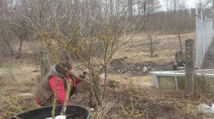 КУПИЛА ДОМ В ДЕРЕВНЕ / Обрезка калины в форме зонтика. Первый опыт