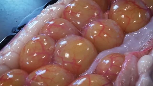 Burmese python dissection in the lab смотреть онлайн