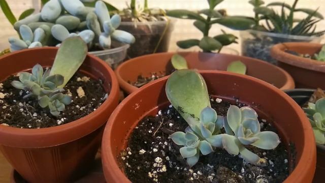 Кейки жовто-лимонного Нобіле. Суккуленти з листка. Эчеверия. Пахифитум смотреть онлайн