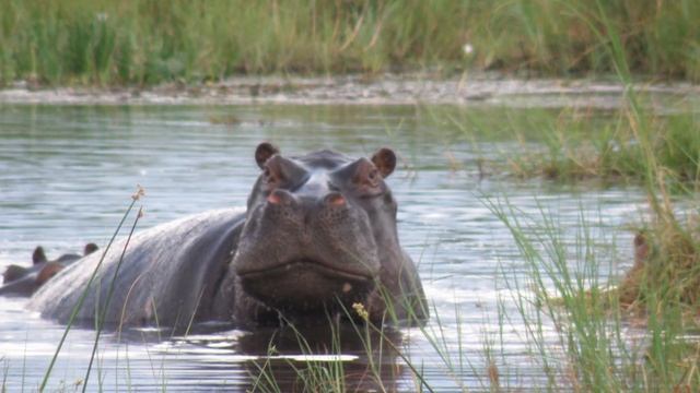 Animal Sounds For Children - 35 Amazing Animals