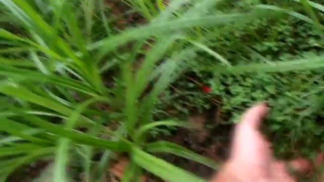 Ludwigia Palustris : Narrow Leaf HOW TO CARE GUIDE growing in the WILD смотреть онлайн