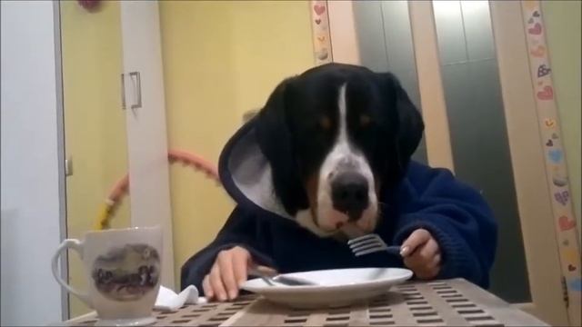 Грей на обеде