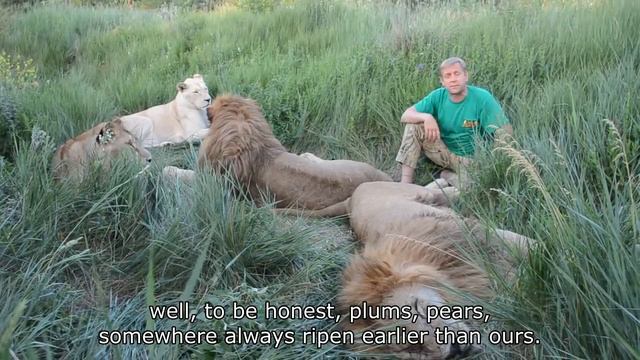 ANYTHING CAN HAPPEN IN THE SAVANNA AMONG THE LIONS смотреть онлайн