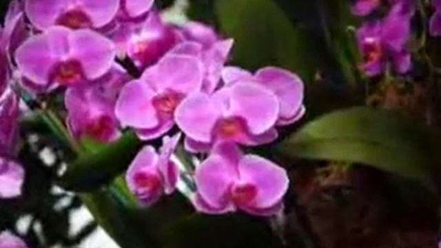 Орхидеи. Orchid Show in New York Botanic Garden 2014 смотреть онлайн