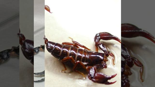 Аркадий Северный ( хочу мужа) смотреть онлайн