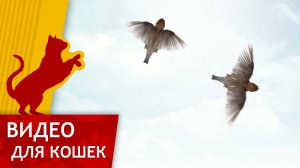 Видео для Кошек - Поймай Воробья (Станция Кошек)