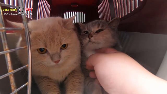 No more stray kittens – 2 Cute cats being surprise before neutering смотреть онлайн