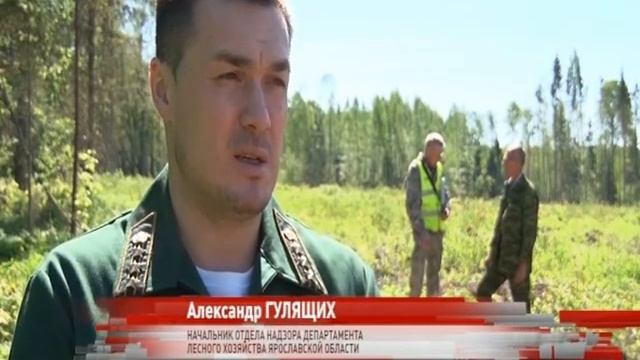 В регионе проверили арендаторов лесных участков смотреть онлайн