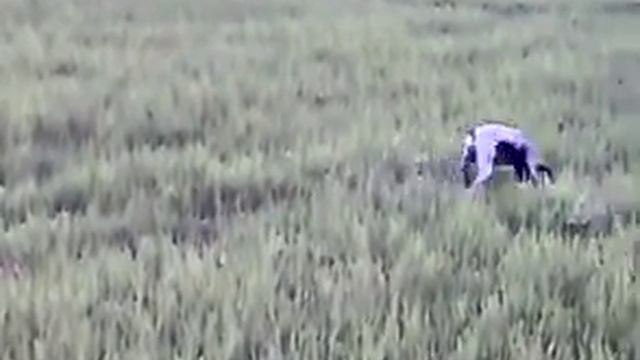 topas stoika смотреть онлайн