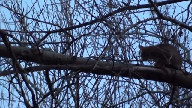 Наглая ворона смотреть онлайн