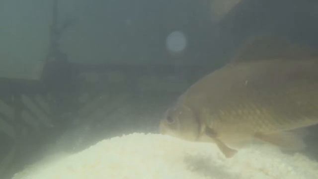 КОРМЛЕНИЕ КАРАСЕЙ В ПРУДУ ПШЕНОМ смотреть онлайн