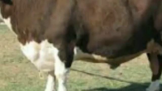 Племенные быки породы герефорд и абердин-ангус смотреть онлайн