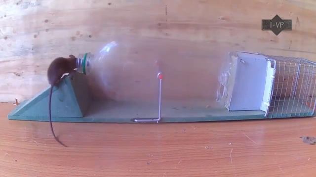 Ловушки для грызунов смотреть онлайн