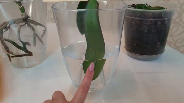 Способы реанимации орхидей без корней или листьев || Орхидеи над водой || Тепличка для орхидей смотреть онлайн