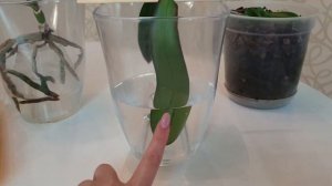 Способы реанимации орхидей без корней или листьев || Орхидеи над водой || Тепличка для орхидей