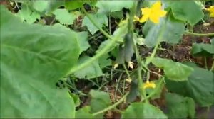 Выращивание огурца на соломенных тюках     и все  же мы его вырастили .  3 часть